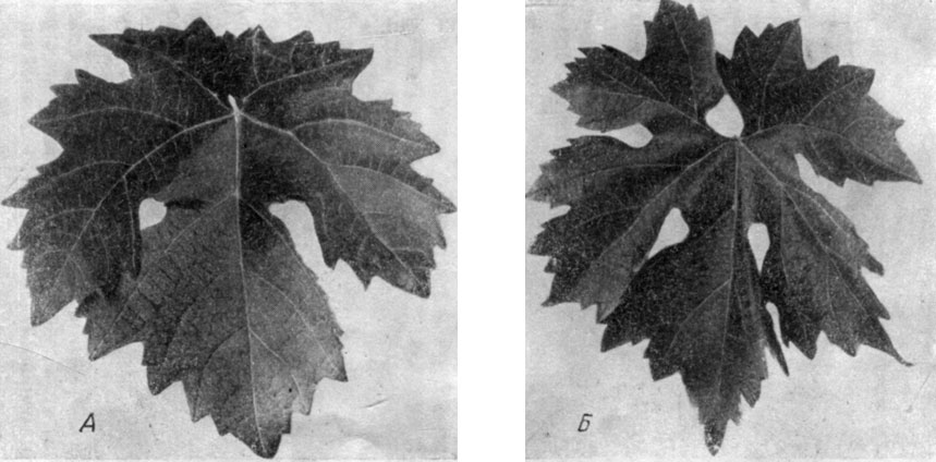 Рис. 12. Листья: А - широко-воронковидный; Б - воронковидно-желобчатый