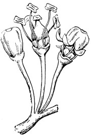 Рис. 14. Опадение венчиков ('колпачков') с цветков винограда в начале цветения