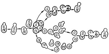 Рис. 62. Схема гетерофалического цикла развития дрожжей по Эфрусси