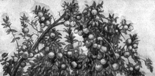Плодоношение яблони сорта Розмарин белый