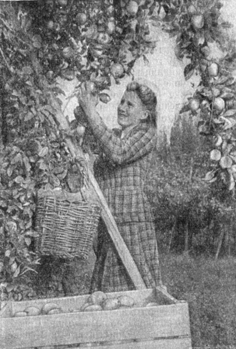 Сбор урожая яблок в саду совхоза