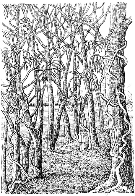 Рис. 5. Лианы дикорастущего винограда в лесу (по К. П. Скуинь)