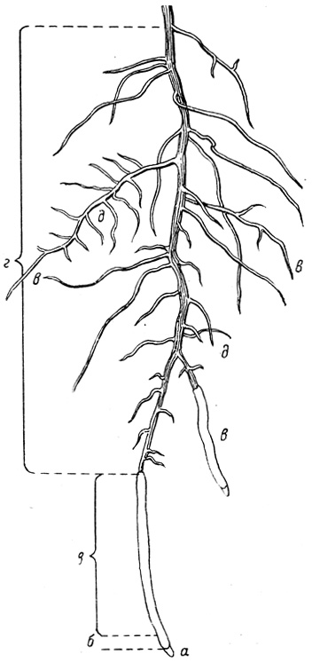 Рис. 7. Конечная часть корня винограда: а - чехлик; б - зона роста; в - поглощающая часть; г - проводящая часть; д - мелкие корешки