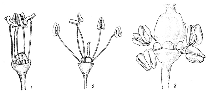 Рис. 13. Мужской (1, 2) и функционально женский (3) тип цветка винограда