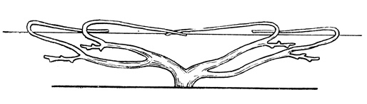 Рис. 46. Подвязка плодовых побегов при веерной формировке