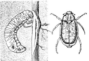 Рис. 65. Мраморный хрущ: личинка и жук