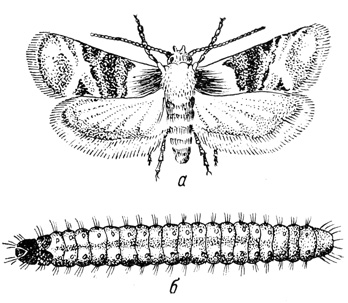 Рис. 66. Гроздевая листовертка: а - бабочка; б - гусеница (увеличено)
