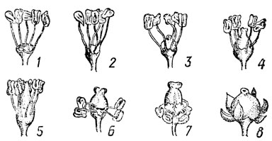 Рис. 4. Типы цветков: 1; 2; 3 - мужские; 4; 5 - обоеполые; 6; 7 - функционально женские; 8 - типичный женский