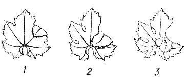 Рис. 8. Определение глубины боковых вырезов сгибанием лопастей: 1 - мелкие; 2 - средние; 3 - глубокие