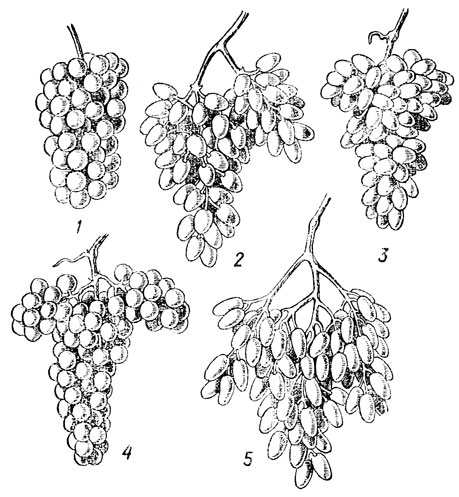 Рис. 11. Основные формы гроздей винограда: цилиндрическая; 2 - коническая; 3 - цилиндроконическая; 4 - крылатая; 5 - ветвистая