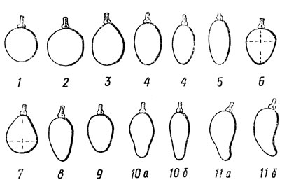 Рис. 12. Различные формы ягод у сортов винограда по М. А. Лазаревскому): 1 - сплюснутые, 2 - округлые; 3 - овальные; 4 - продолговатые; 5 - длинные; 6 - яйцевидные; 7 - обратнояйцевидные; 8 -  с острым кончиком; 9 - со слабопритупленным кончиком; 10 а и 10 б - с перехватом; 11 а и 11 б - слабо- и сильноизогнутые