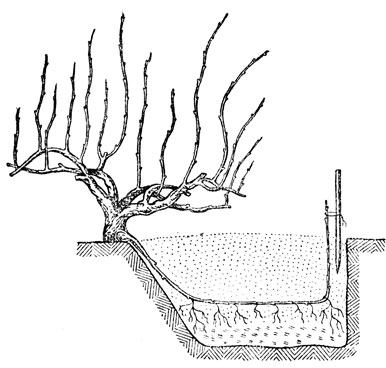 Рис. 39. Укладка отводки одре-весневшей лозой весной