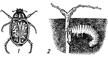 Рис. 50. Мраморный хрущ (1) и его личинка (2)