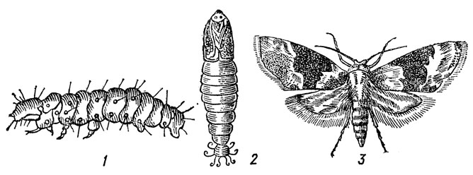 Рис. 51. Листовертка двулетная: 1 - гусеница; 2 - куколка; 3 - мотылек