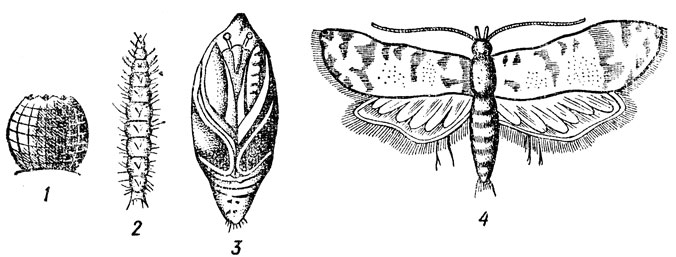 Рис. 52. Листовертка гроздевая: 1 - яйцо; 2 - гусеница; 3 - куколка; 4 - мотылек
