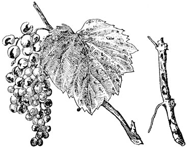Рис. 57. Оидиум на листе, грозди и побеге