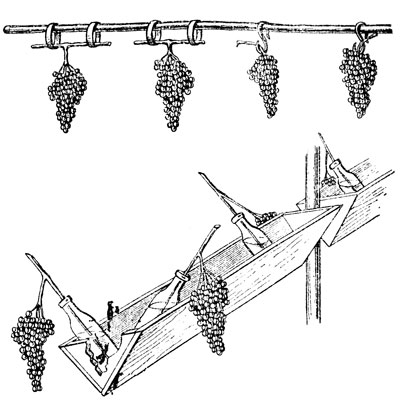 Рис. 61. Хранение винограда подвешиванием на сухих гребенях и обрезках лозы