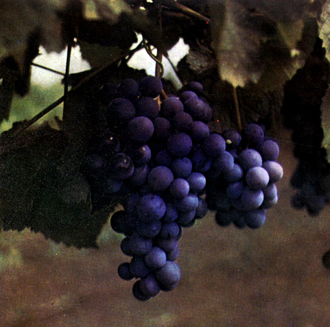 Курсовая работа: Милдью винограда