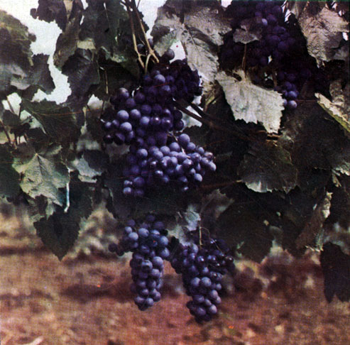 Курсовая работа: Милдью винограда