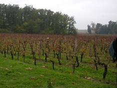 Бордосский виноград. Фото: ormonti.kloop.kg