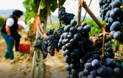 Знаменитые сорта винограда пошли от грубого крестьянского предка. Фото: Fotobank.ru/Getty Images