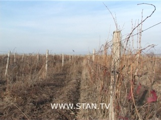 С каждым годом виноградные плантации сокращаются и сокращаются