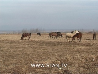 Плодородные земли застраивают самозахватчики, поля используют для выпаса лошадей
