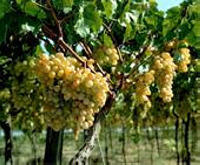Сегодня в области, по данным областного департамента сельского хозяйства, солнечной ягодой, как еще называют виноград, занято всего 117,7 гектара