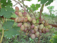 Как писал когда-то Иван Мичурин, из всех культурных полезных растений, виноградная лоза занимает самое видное место