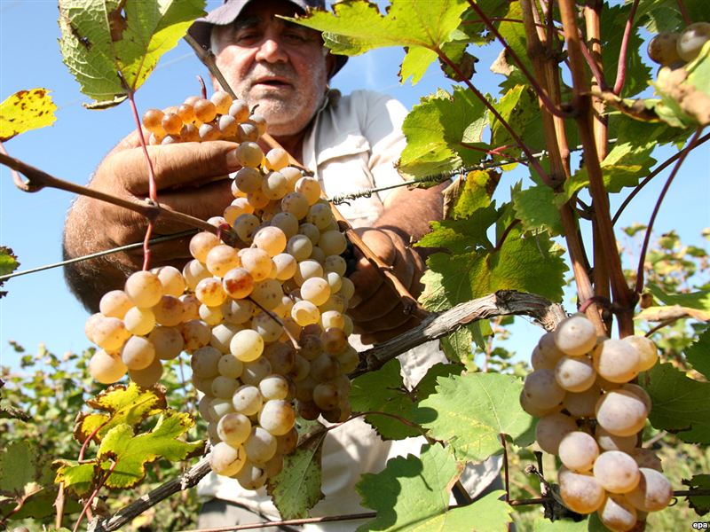 В Астраханской области возрождают разведение винограда