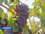 На Ставрополье возрождают виноградарство