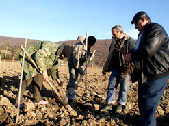 На плантациях фирмы «Вина и воды Абхазии» началась массовая посадка аборигенных абхазских сортов винограда