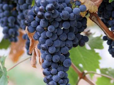 Во французском журнале опубликована статья о виноградарстве в Азербайджане