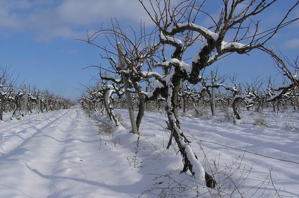 Поврежденные морозом виноградники можно восстановить пасынками. Фото: bolgradnews.blogspot.com