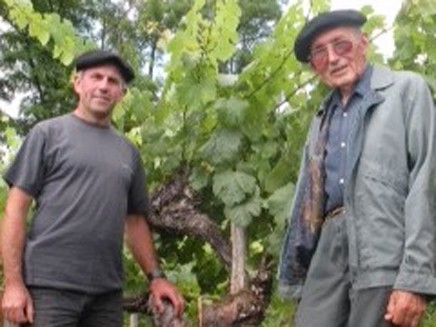 Старейший виноградник Европы объявили памятником исторического наследия