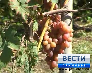 В Арсеньеве садовод-испытатель выращивает виноград, который не уступает по вкусу южному собрату