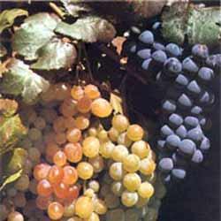 ¬ 2012 году ≈реванский конь¤чный завод увеличит заготовки винограда
