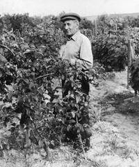  олыбель белорусского виноградарства