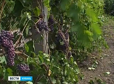 Новый сорт винограда появился в Краснодарском крае