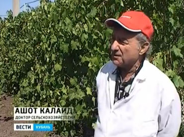 Новый сорт винограда появился в Краснодарском крае