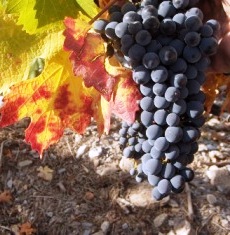 Найдены предки винограда Темпранильо. Фото: alk-napitki.ru