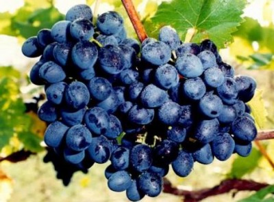 В Крыму начнут выращивать собственный элитный сорт винограда