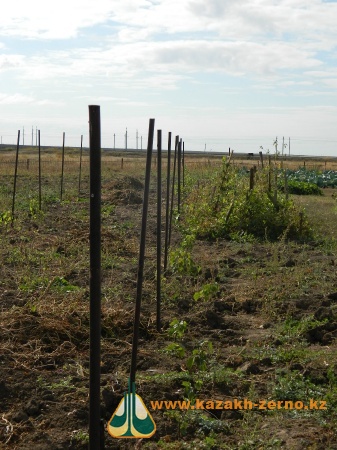 На севере Казахстана американский профессор намерен разбить большой виноградник