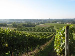  убанское виноградарство планирует отказатьс¤ от импортного сырь¤