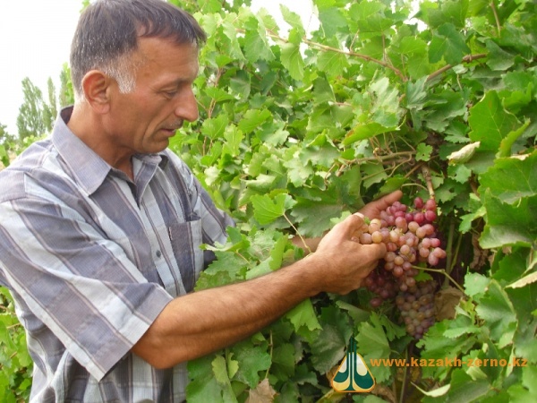 Казахстан: Виноград - под «капельницу»