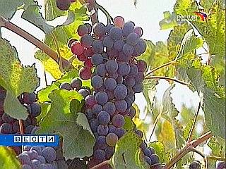 На Ставрополье развивают виноградарство