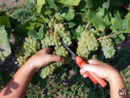 Виноделие в Крыму возрождается