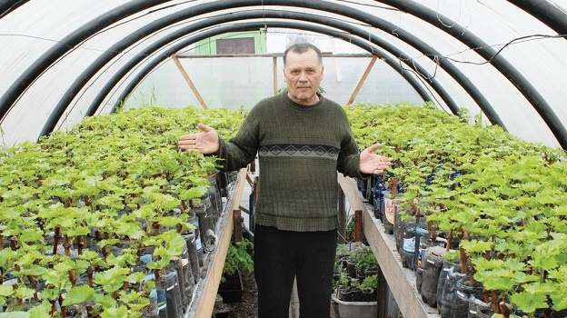 Житель Калача выращивает на своем участке 56 сортов винограда. Фото Сергей Касимов