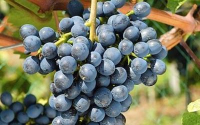 Ќовый сорт винограда способен боротьс¤ с вредител¤ми лозы так же успешно, как сражалс¤ вождь древних гельветов ƒивико с древними римл¤нами (letemps.ch)
