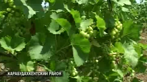 В Карабудахкентском районе развивают виноградарство